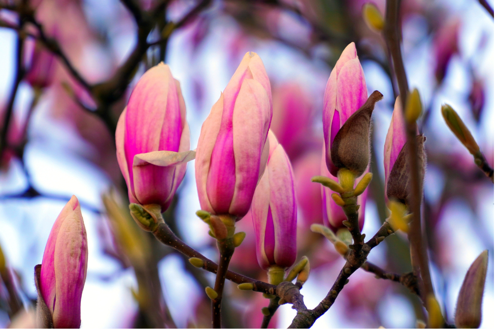 Périménopause : accompagner les changements en douceur